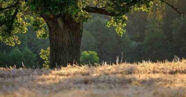 Quand tailler la lavande ?