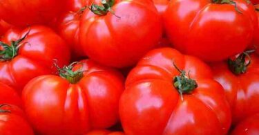 Jusqu'à quand peut-on planter des tomates  ?