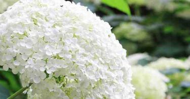 Quand planter hortensia  ?