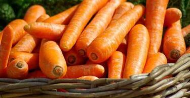 Quand planter les carottes  ?