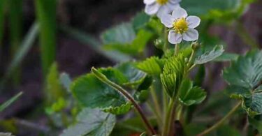 Quand planter les fraisiers  ?