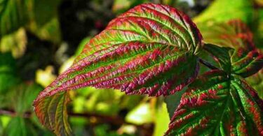 Quand planter les framboisiers  ?