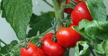 Quand planter les tomates cerises  ?