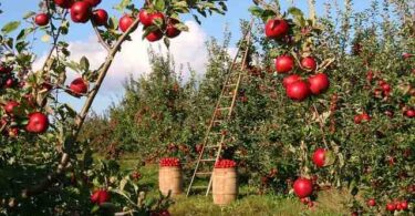 Quand planter pomme de terre  ?