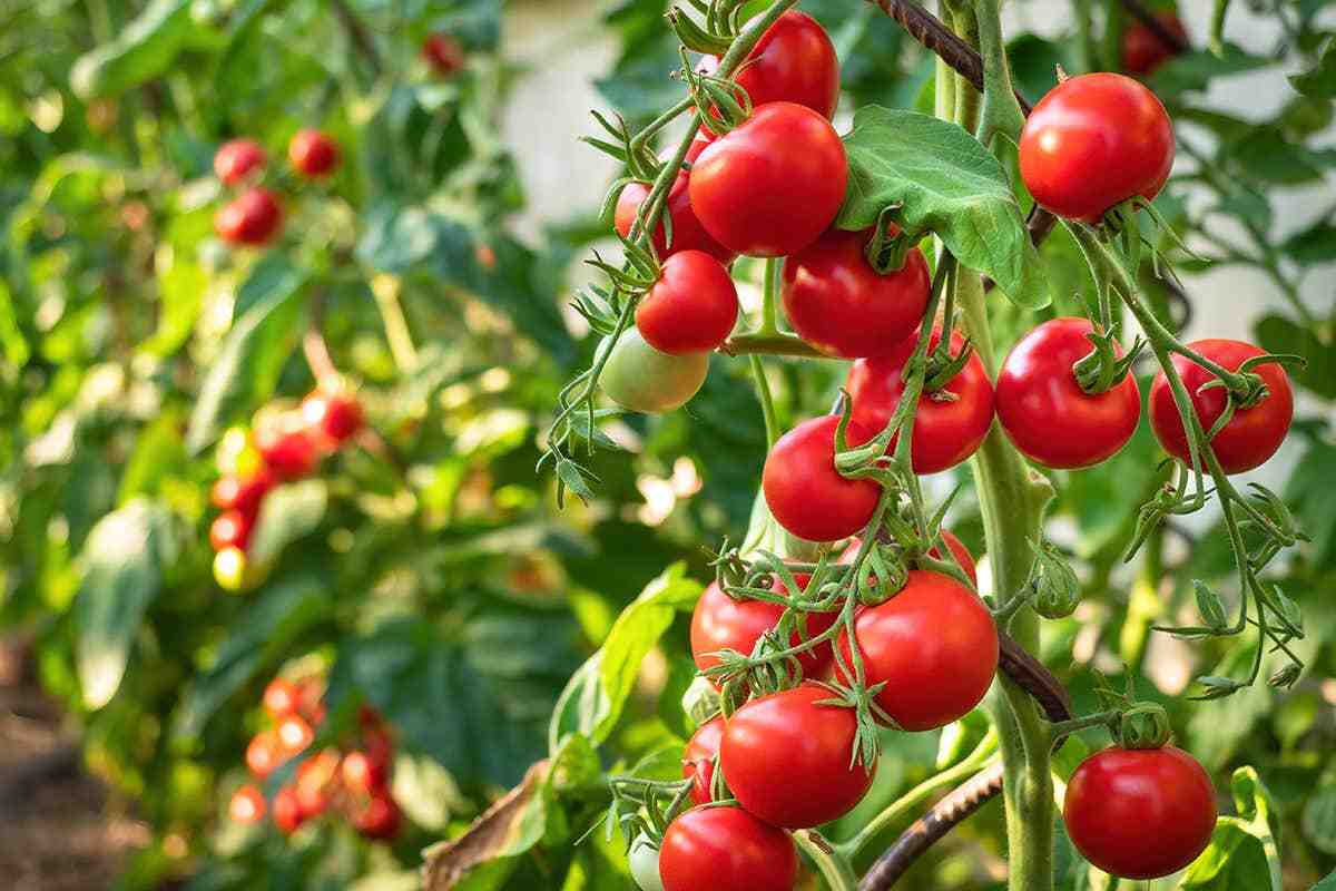 Quel est le meilleur engrais naturel pour les tomates ?